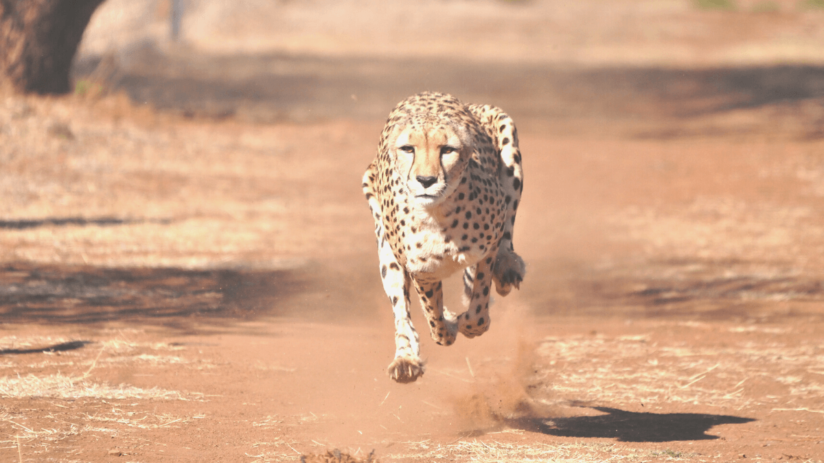 When you are close to your aim, run like a cheetah